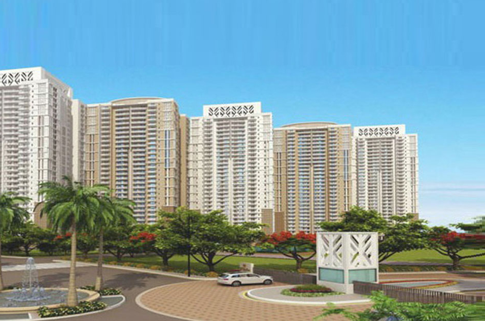 Tulip Monsella for sale