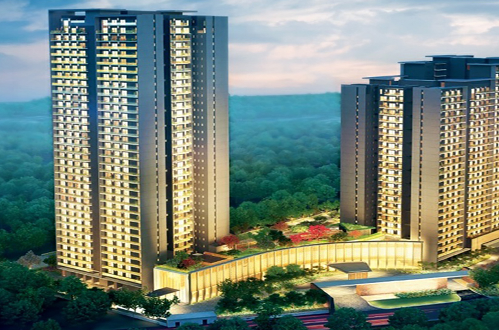 Tulip Monsella for sale