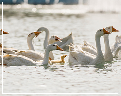 Central Park Flower Valley clover floors