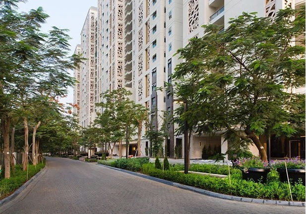 DLF Camellias for sale