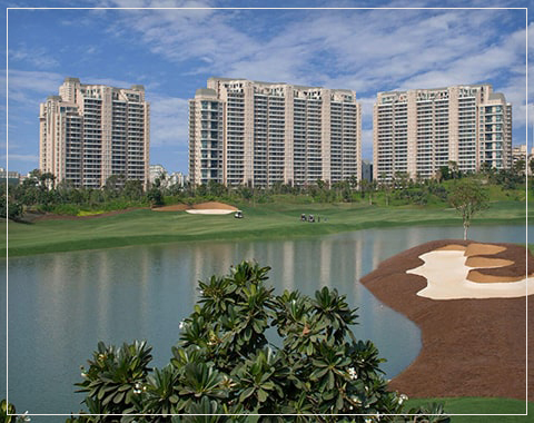 DLF Camellias pictures