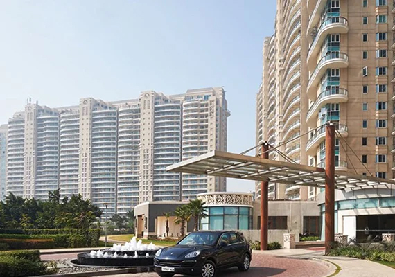 Dlf Magnolias for sale